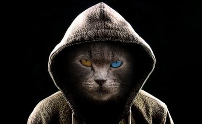 Cat in hood, colored eyes