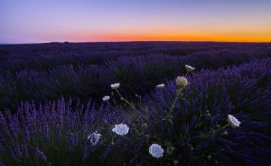 Lavenders, meadow, flowers, sunset