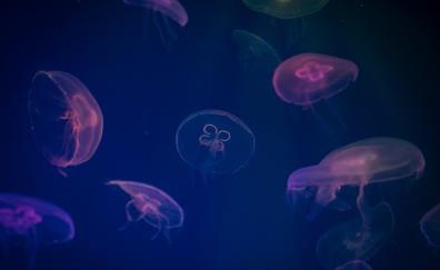 Jellyfish, animals, underwater, digital art, colorful