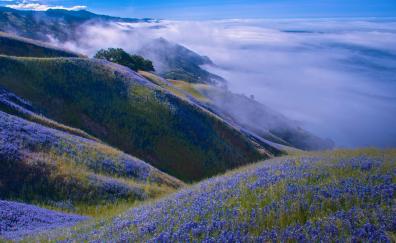 Blue flowers, landscape, mountain