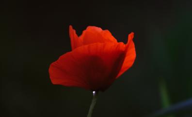 Red poppy, portrait
