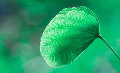 Close up, green leaf, blur