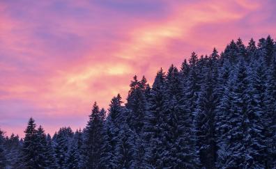 Afterglow, sunset, trees, winter
