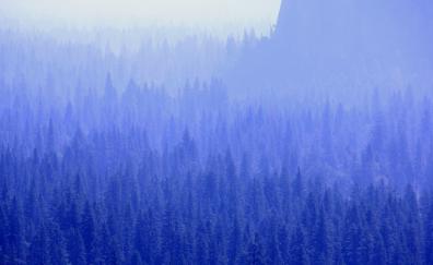 Pine trees, forest, blue