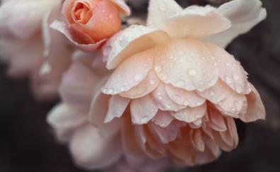 Light-pink flowers, roses, drops