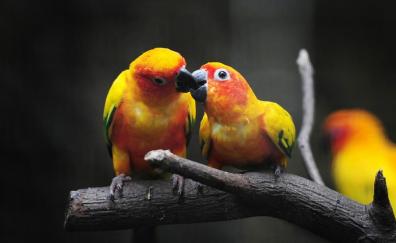Parrot pair, kiss, birds