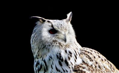 Siberian owl, portrait, bird