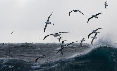Gulls, sea storm, birds, sea