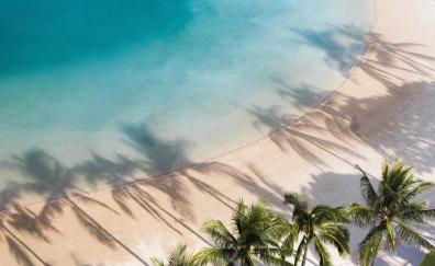 Aerial shot, beach, palms, nature