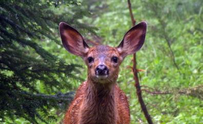 Roe deer, muzzle, wild animals, cute