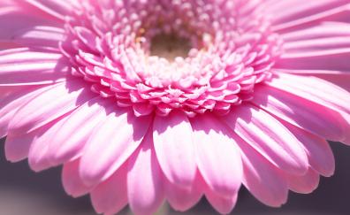 Close up, pink flower, daisy