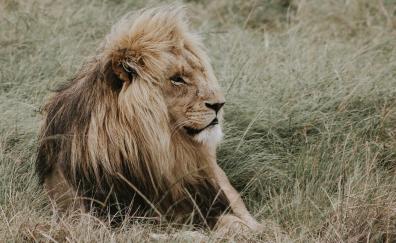 Lion, relaxed, predator, outdoor