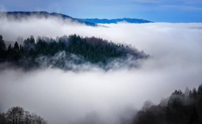 Fog, tree, nature, aerial view, forest