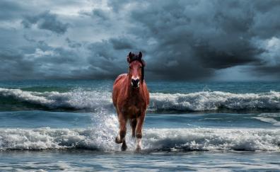 Horse, run, beach, sea waves