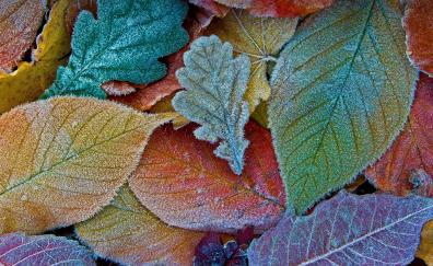 Colorful leaves, autumn, frost