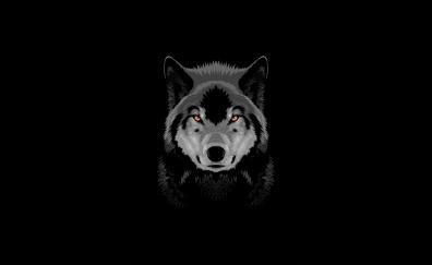 Wolverine, wolf, OLED, dark