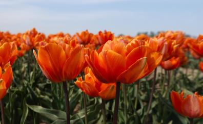 Close up, orange tulips