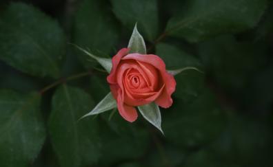 Rose flower, lone, single