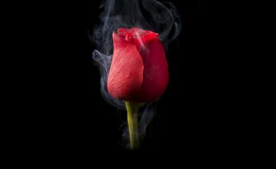 Rose and smoke, dark
