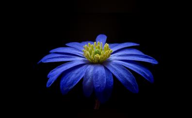 Anemone, blue flower, portrait
