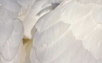 White feathers, swan, close up