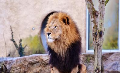 Mighty, lion, predator, calm, fur