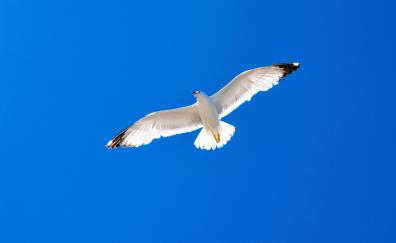 White bird, seagull, blue sky