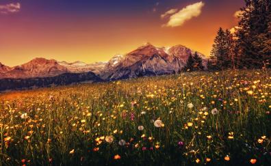 Landscape, plants, mountains, sunset