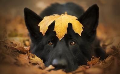 Dog and autumn, cute stare, close up