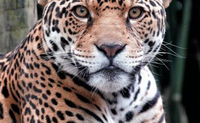 Wildlife, curious, leopard