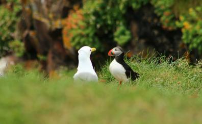 Puffin and duck, grass, birds