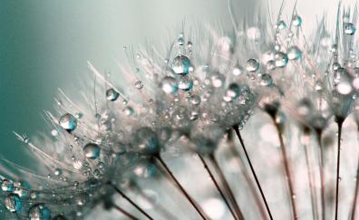 Close up, drops, dandelion