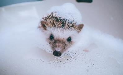 Hedgehog, animal, water, foam, bath, cute