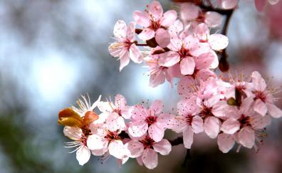 Tree branch, cherry tree, blossom, flowers, spring