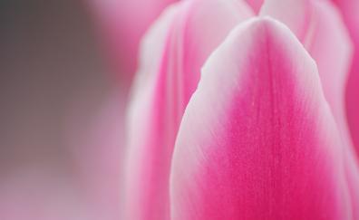 Flower, tulip, pink flower, macro