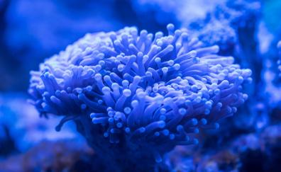 Blue coral, plants, underwater