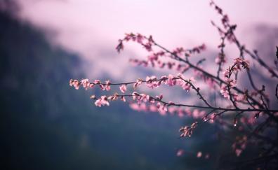 Cherry flowers, blur, tree branch, nature