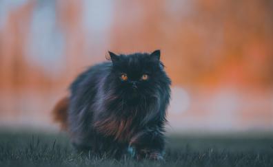 Black feline, bushy cat, walk
