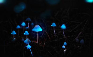 Mushrooms, toadstools, portrait, blue glow