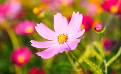 Cosmos, pink flower, blur, bloom