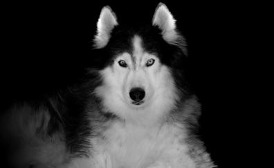 Siberian Husky, pet, dog, art