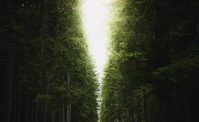 Path, trees of garden