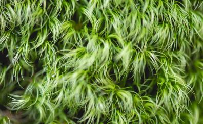 Green plants, threads