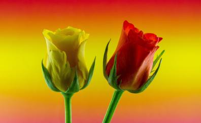 Gradient, yellow red roses, flowers