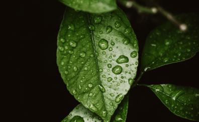Drops on leaf, macro