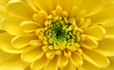 Dahlia, yellow, close up