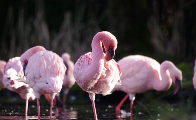 Wildlife, birds, flamingos