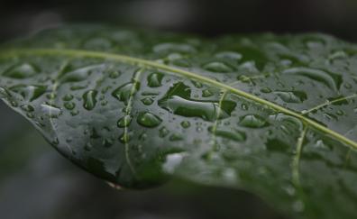 Drops, leaf, close up, flora