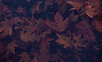 Dark, portrait, maple leaves, autumn