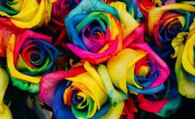 Colorful roses, decoration bouquet, close-up